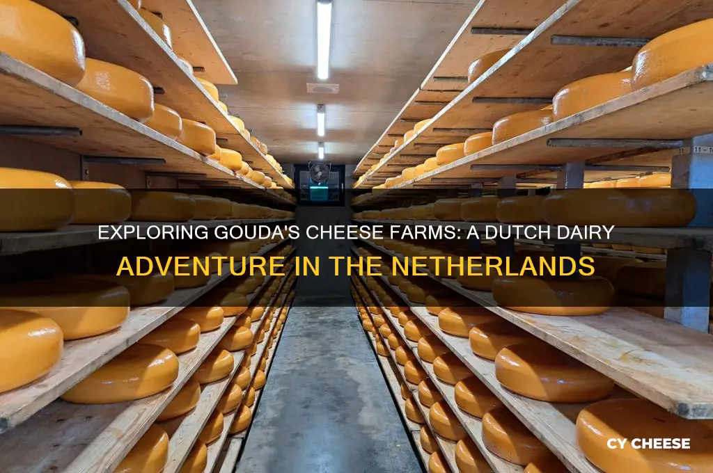 where are the cheese farms in gouda netherlands