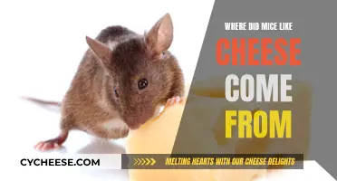 The Mystery of Mice and Cheese Explained