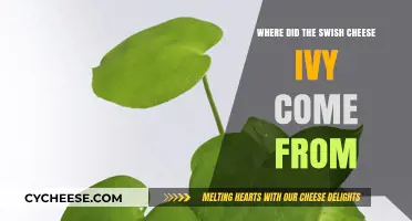 The Surprising Origins of Swish Cheese Ivy: A Culinary Mystery
