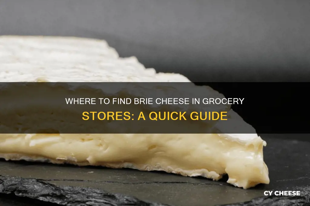 where do you find brie cheese in a store