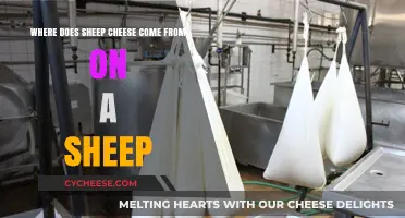 Sheep Cheese Origins: Unveiling the Dairy Process from Sheep to Table