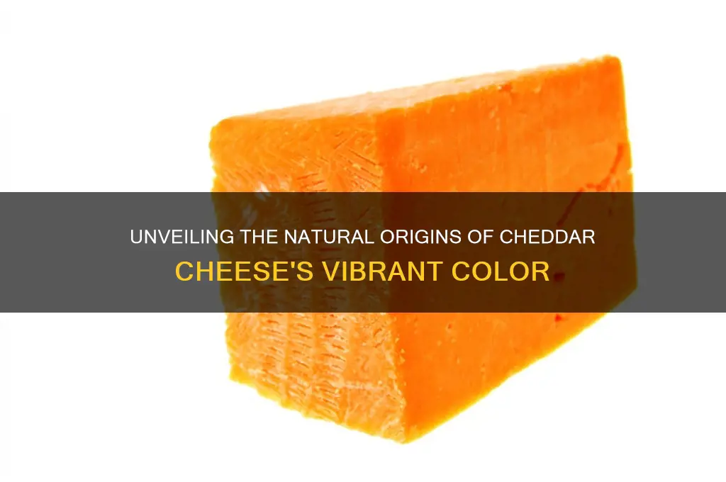 where does the color in cheedar cheese come from