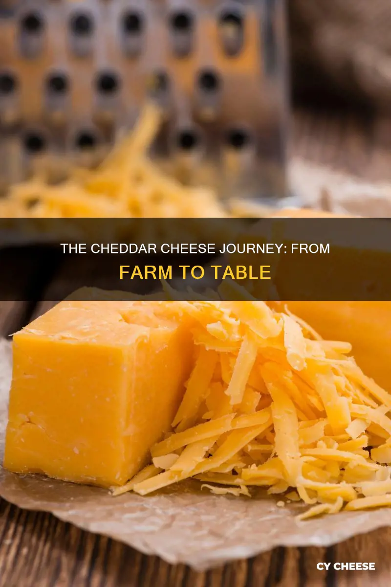 where is cheddar cheese made