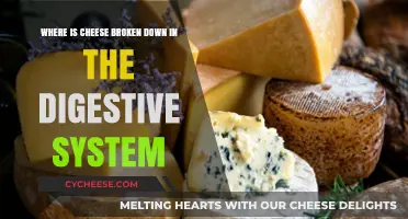 Digestive Journey: Where and How Cheese Breaks Down in Your Body