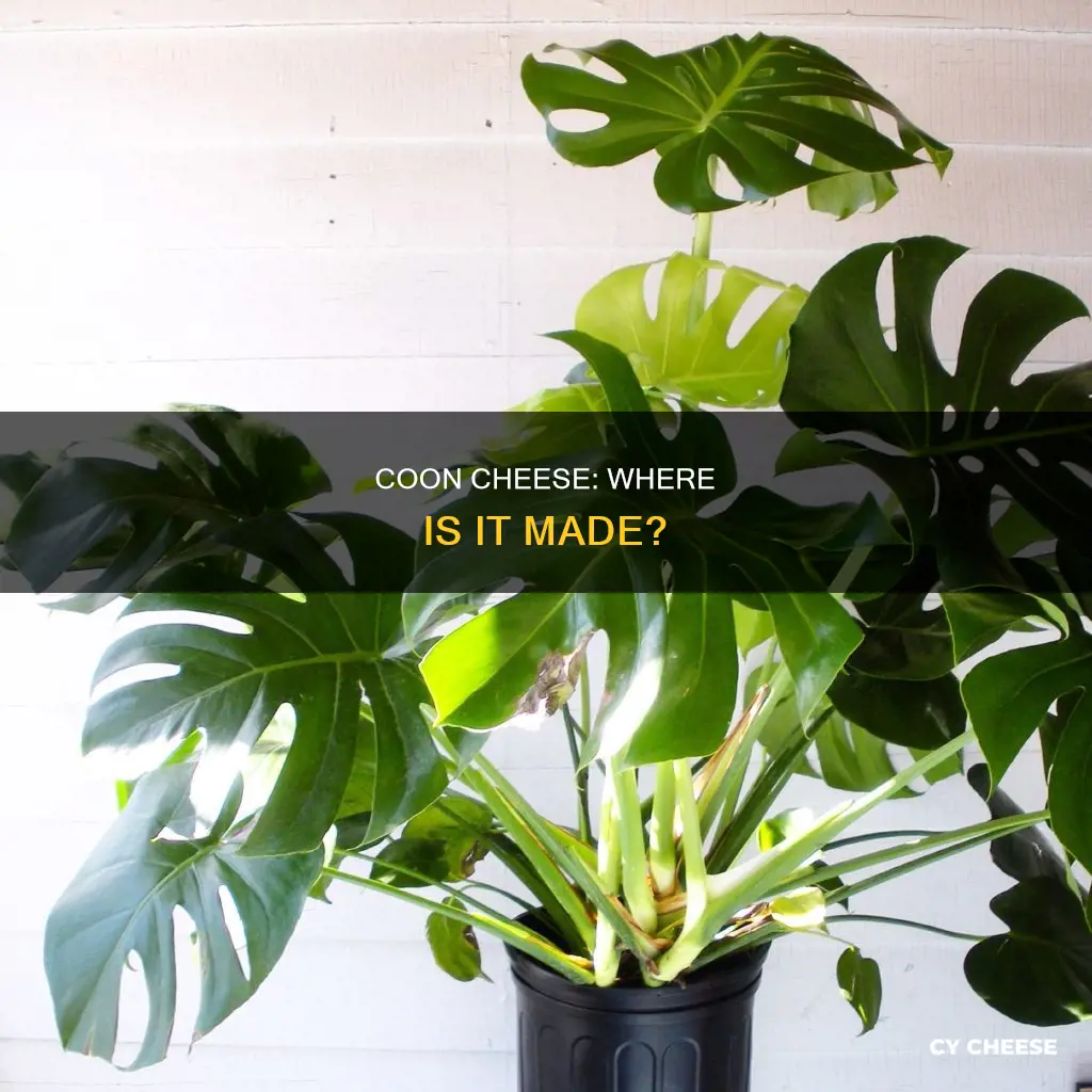 where is coon cheese made