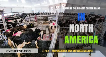 Discovering North America's Largest Cheese Plant: Location and Insights