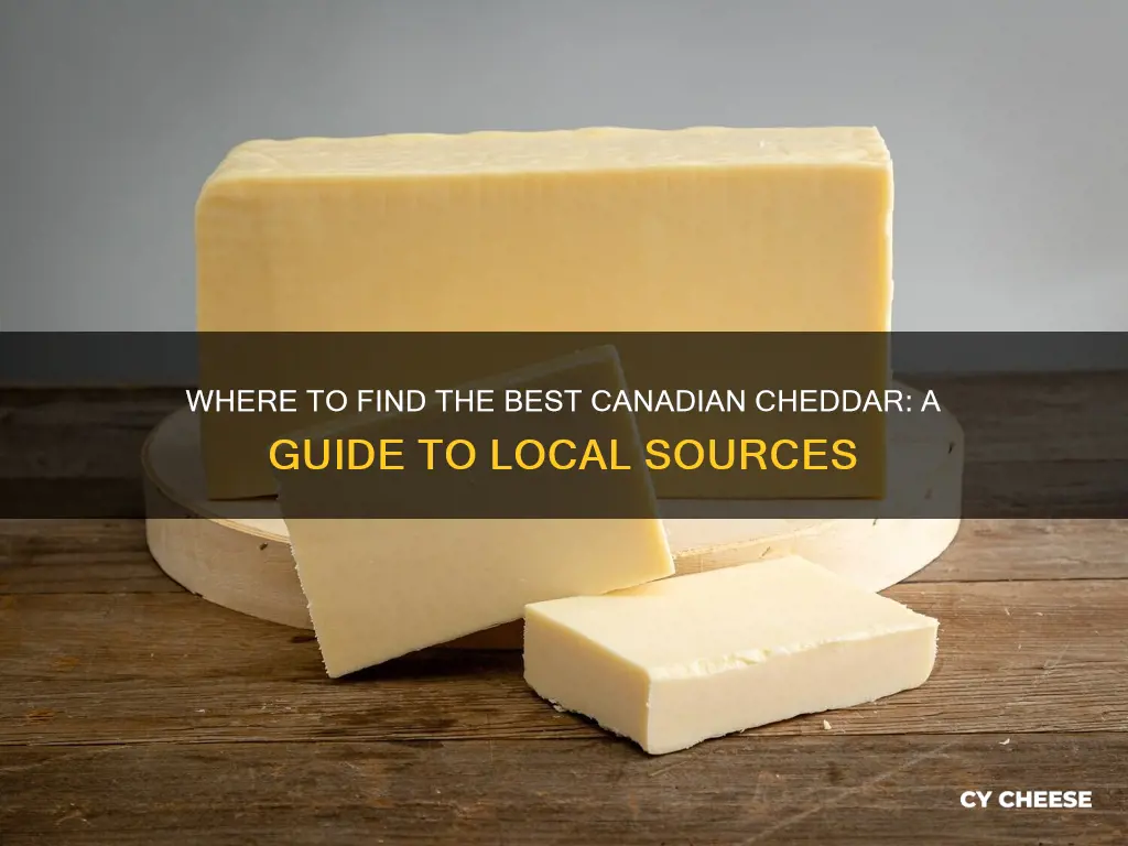 where to buy canadian cheddar cheese