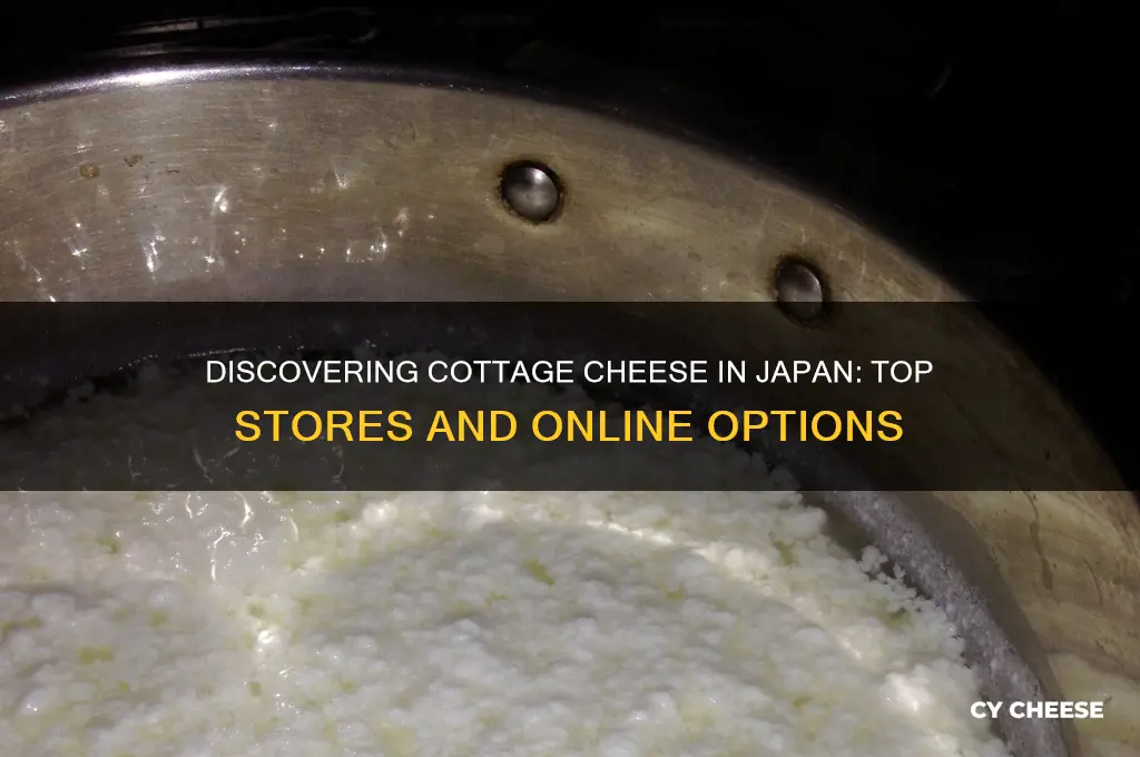 where to buy cottage cheese in japan