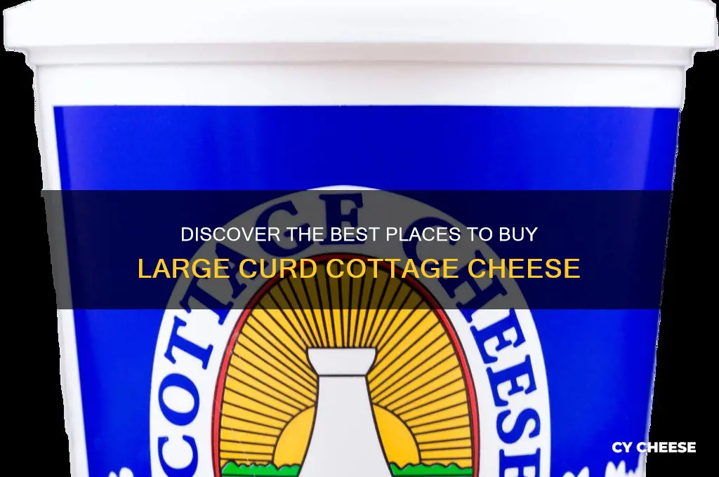 where to buy large curd cottage cheese