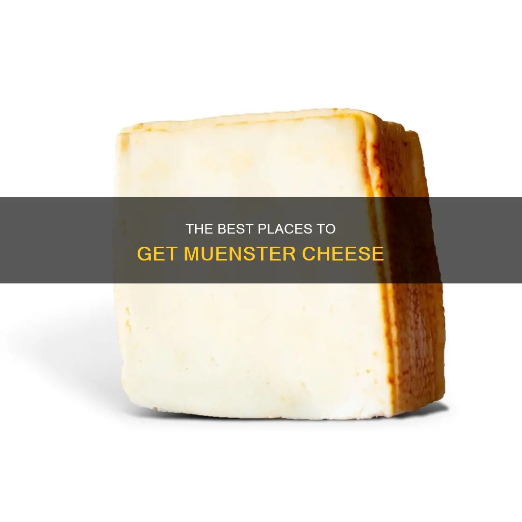 where to get muenster cheese