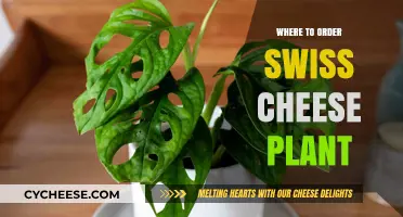 Swiss Cheese Plants: Where to Order Yours