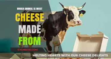 The Surprising Animal Source of Most Cheeses