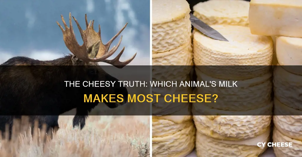which animal is most cheese made from
