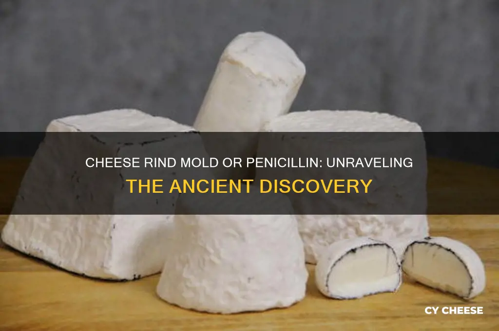 which came first cheese rind from penicilin mold or penicilin