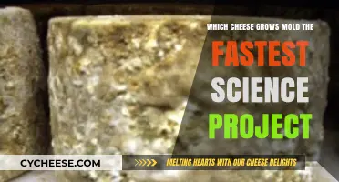 Speedy Mold Growth: Testing Which Cheese Develops Mold Fastest