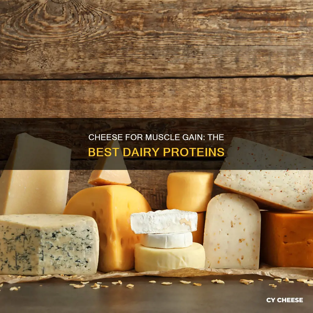 which cheese is best for muscle gain