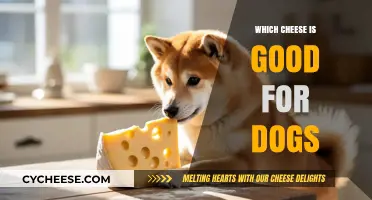 Safe and Tasty: Best Cheese Options for Your Dog's Diet