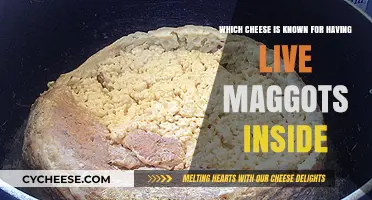 The Shocking Truth About Casu Marzu: Maggot-Infested Cheese Delight