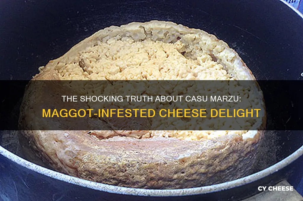 which cheese is known for having live maggots inside