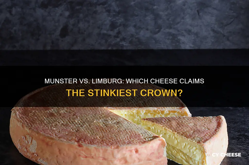 which cheese is the stinkiest munster or limburg cheese