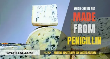 Cheeses Cultured with Penicillium: Know Your Favorite Cheeses