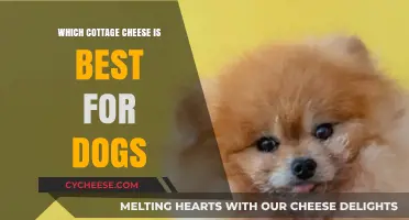 Best Cottage Cheese for Dogs: Healthy, Safe, and Tasty Options