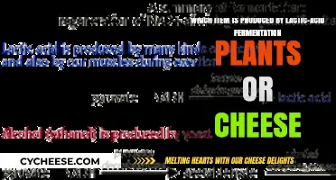 Lactic-Acid Fermentation Plants vs. Cheese: Which Produces What?