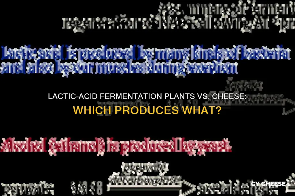 which item is produced by lactic-acid fermentation plants or cheese