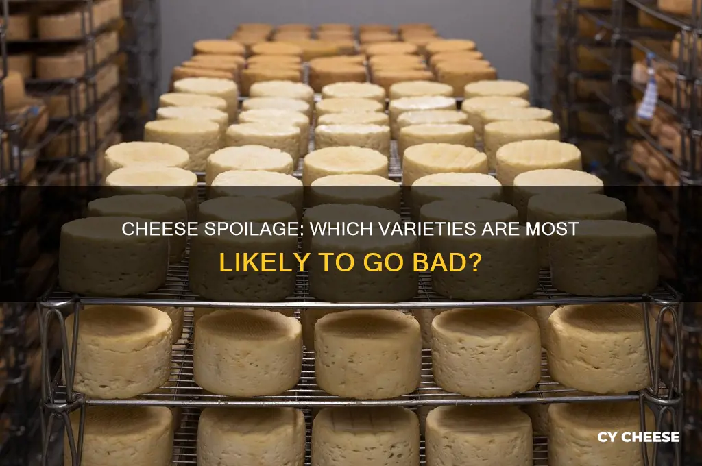 which of the following cheeses would likely spoil