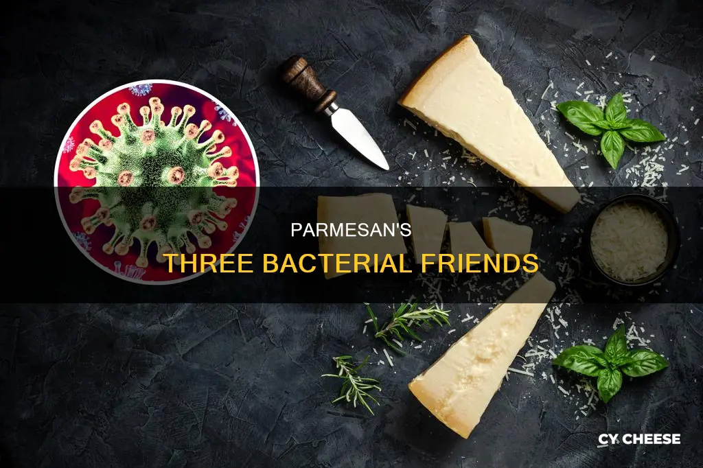which three bacteria forms parmesan cheese