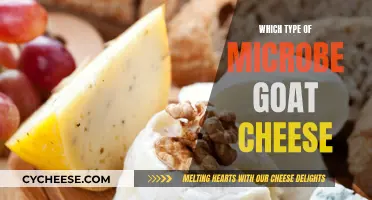 The Microbial Magic of Goat Cheese: Unlocking Flavor Secrets