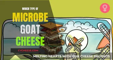 Goat Cheese Microbes: Unveiling the Complexities of Flavor