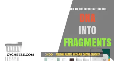 Who Ate the Cheese? Unraveling DNA Fragmentation Mysteries