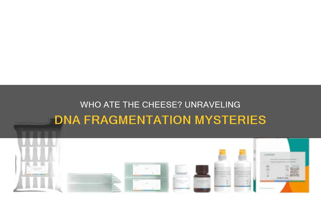 who ate the cheese cutting the dna into fragments