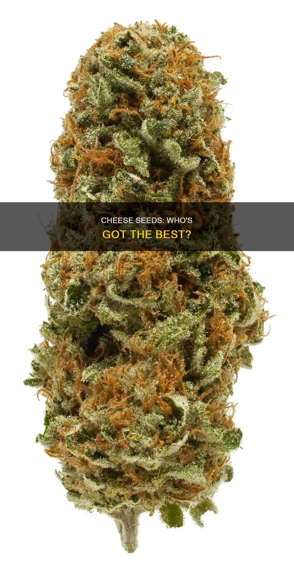 who has the best cheese seeds