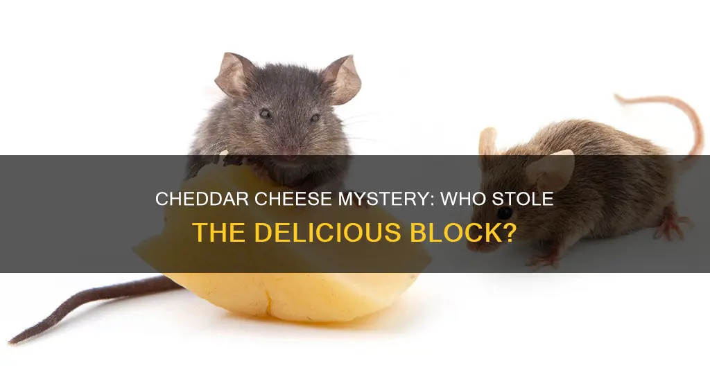 who stole my cheddar cheese