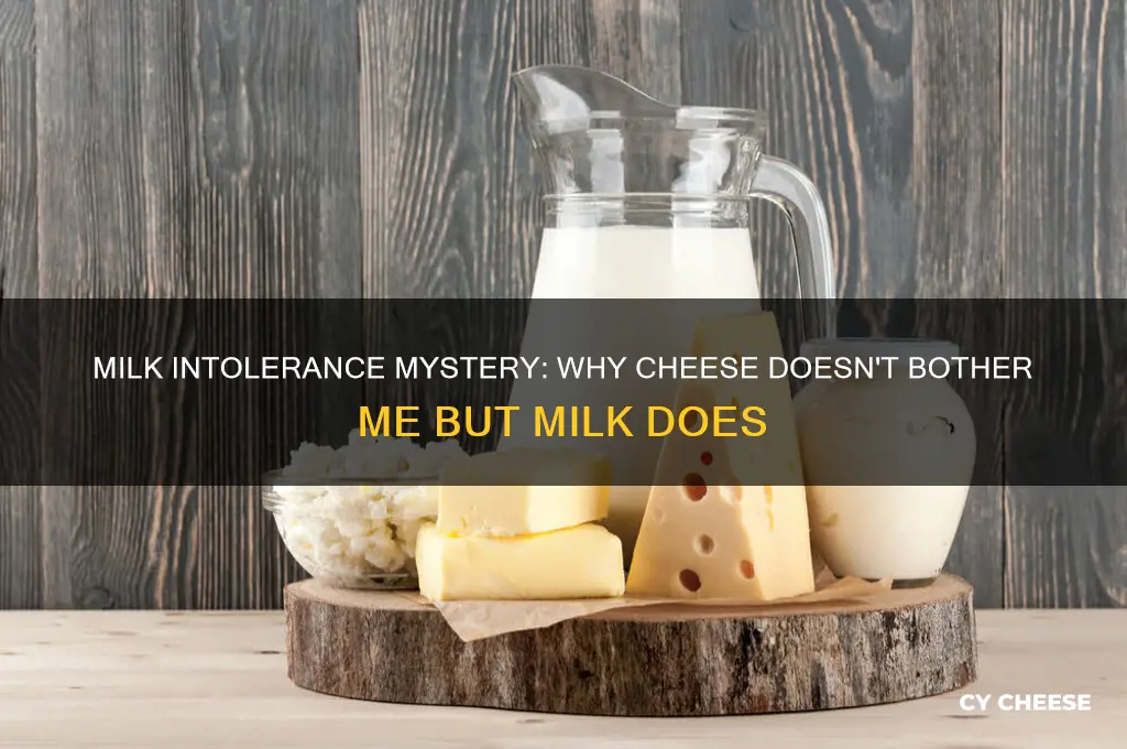 why am i intolerant to milk but not cheese