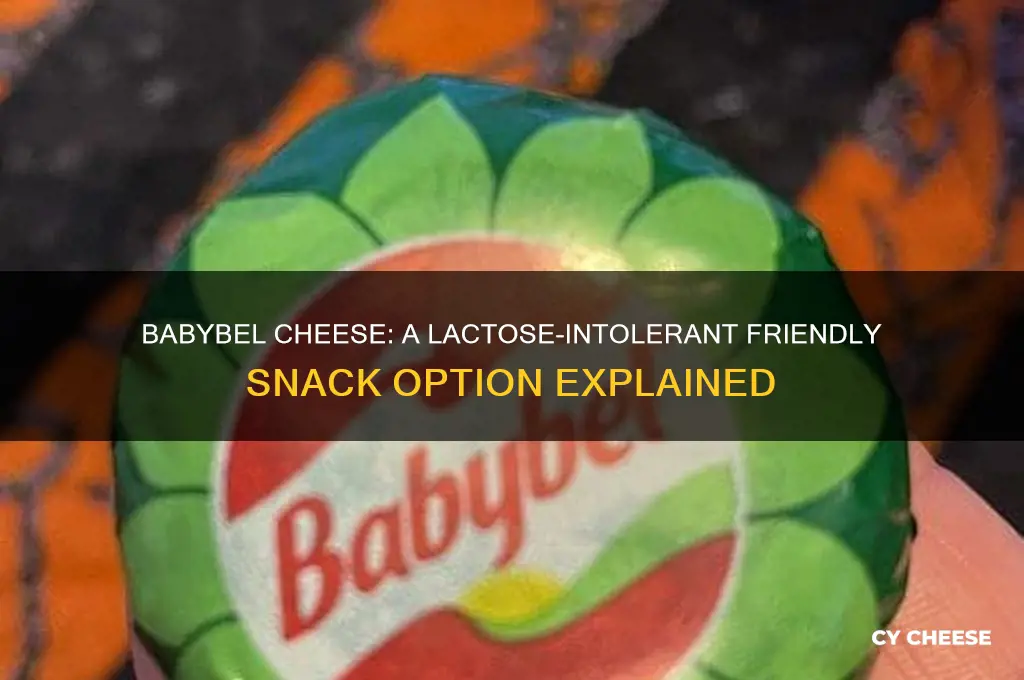 why are babybel cheeses ok for lactose intolerants