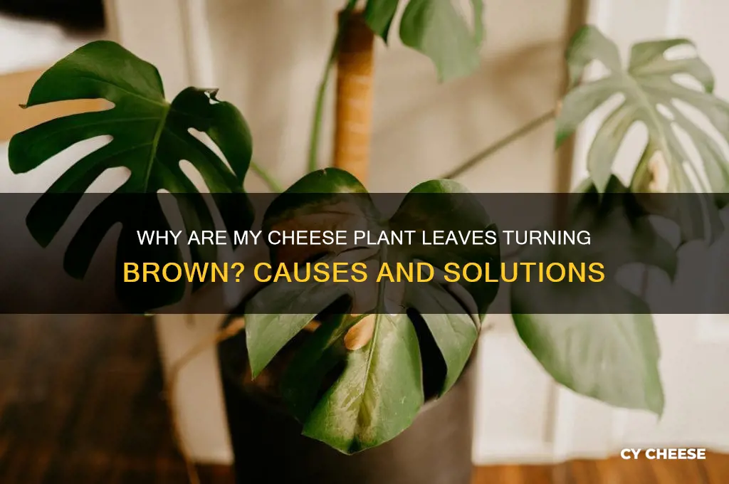 why are my cheese plant leaves going brown