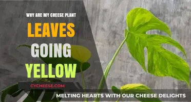 Why Are My Cheese Plant Leaves Turning Yellow? Causes and Solutions