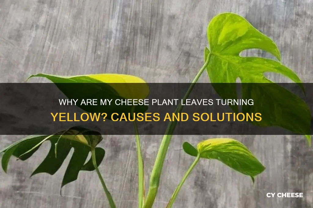 why are my cheese plant leaves going yellow
