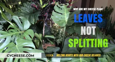 Why Cheese Plant Leaves Aren't Splitting: Common Causes and Fixes