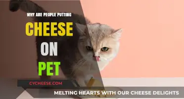 Cheese and Pets: A Strange Trend Explained