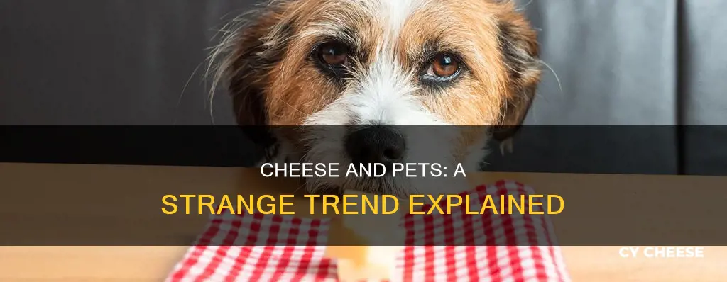 why are people putting cheese on pet