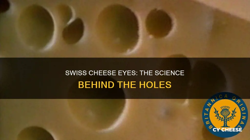 why are the holes in swiss cheese called eyes