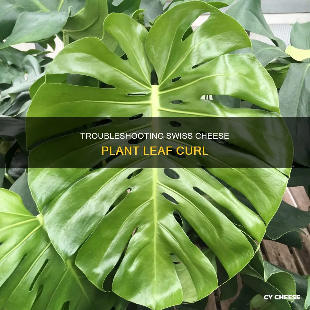 why are the leaves on my swiss cheese plant curling