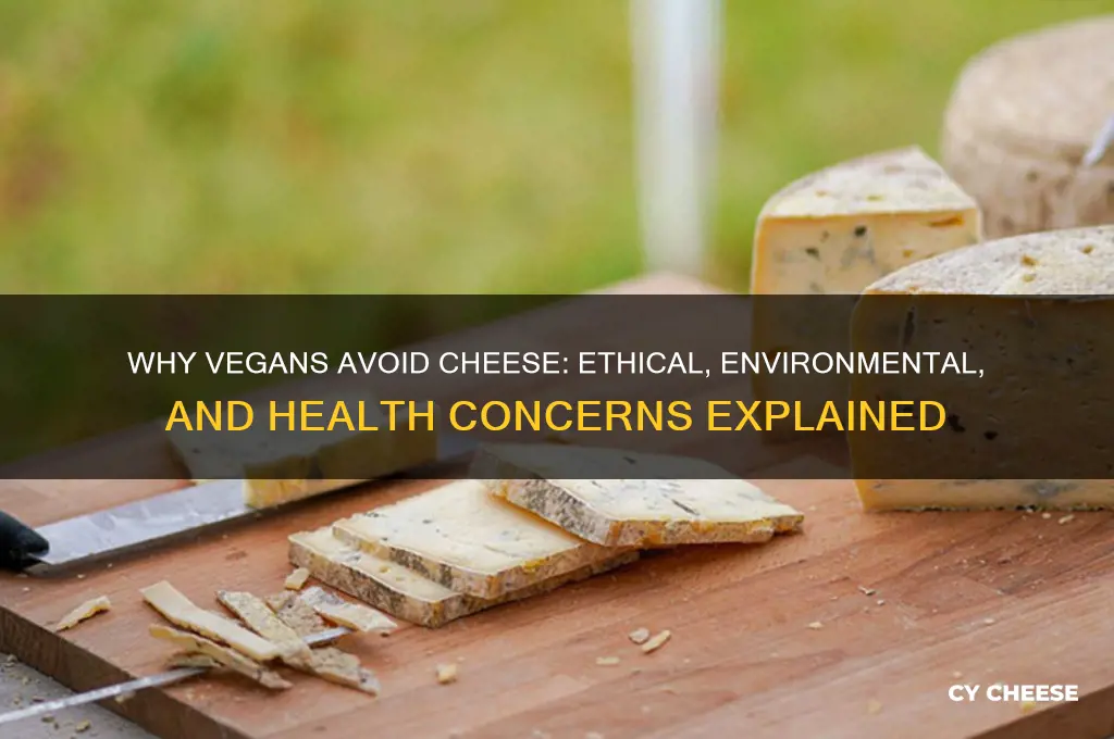 why are vegans agaisnt cheese