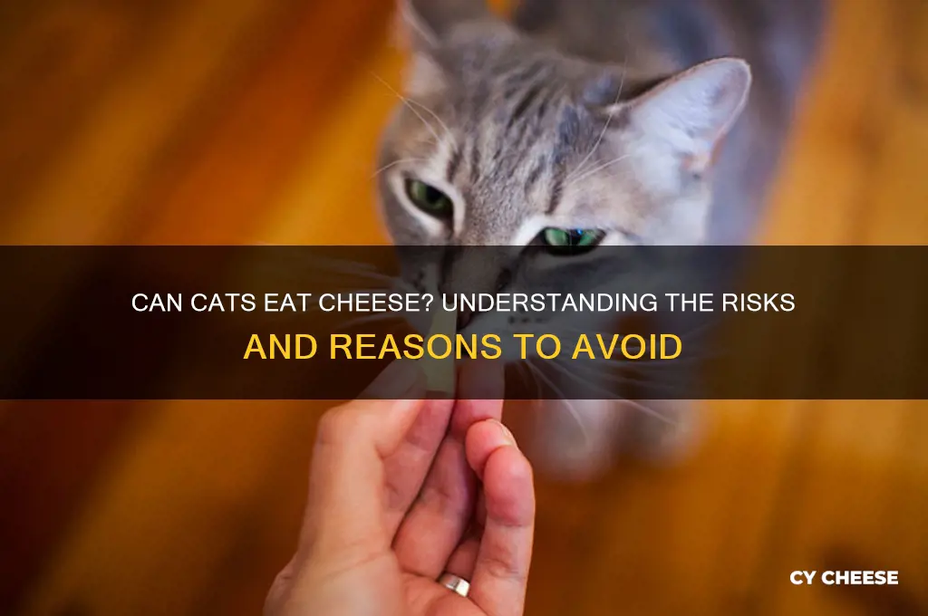 why cant cat have cheese