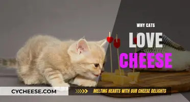 Why Cats Love Cheese: Unraveling the Feline-Dairy Connection