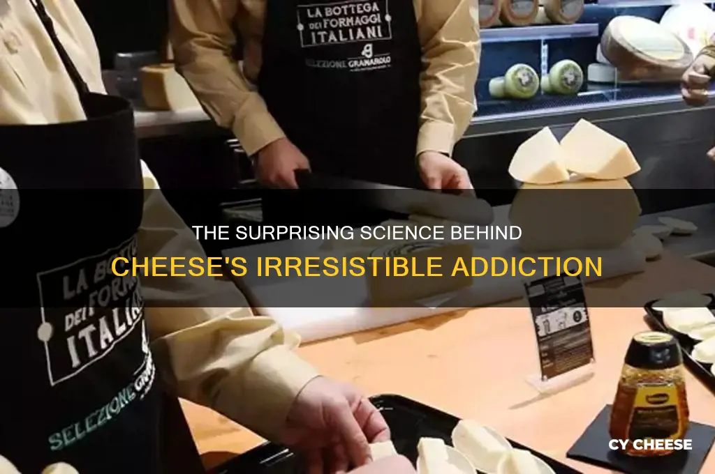 why cheese is addictive